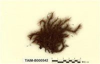 藏品(亞形錦葉苔)的圖片